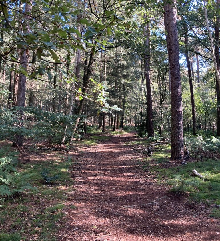 Bossen bij Roovertsche Heide