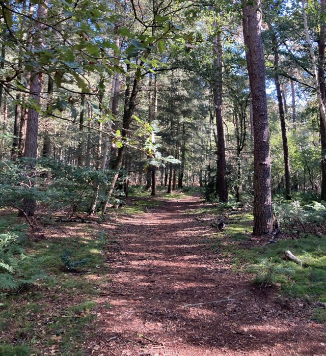 Bossen bij Roovertsche Heide